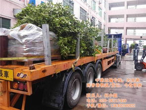 货运物流专线 忠实通中港货运 番禺到香港货运物流专线